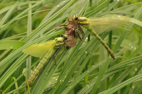 Newly emerged
2014_06_19_Rusk_WI